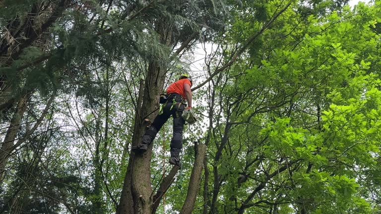 Ashburn, GA Tree Services Company