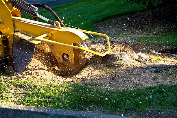 How Our Tree Care Process Works  in  Ashburn, GA